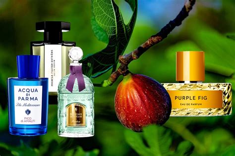 fig perfume for women.